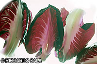 foto � Riccardo Sala